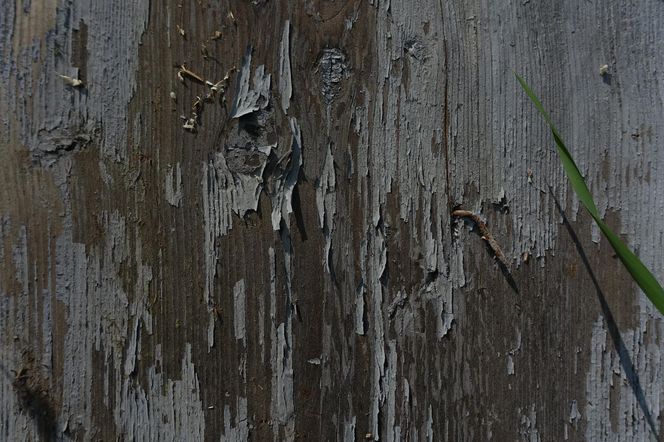 Przy remoncie Domu Ludowego odkryto cerkiew