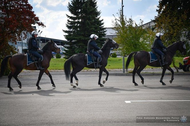 Policyjne konie zdały egzamin!