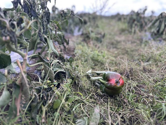 Maciej Siekiera, rolnik z Gałkowic, w szoku po akcji. 60 ton papryki rozdane, gdy zbiór był nieopłacalny.