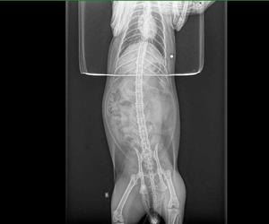 Ktoś strzela do kotów w Zielonej Górze!
