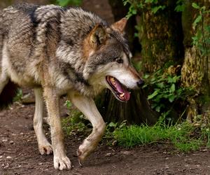 W gminie Kościerzyna odstrzelą wilki. Wcześniej zagryzły one owce w pobliżu domu mieszkalnego