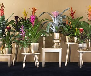 Rośliny bromeliowate