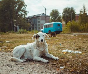 Zmutowane psy w Czarnobylu? Nie uwierzysz, jaki mają kolor