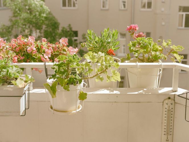 Balkon latem