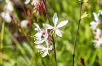 Gaura Lindheimera