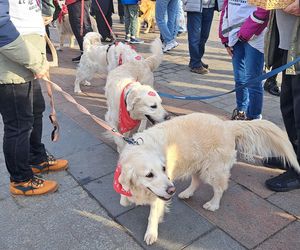 33. Finał WOŚP z grupą krakowskich Golden Retrieverów