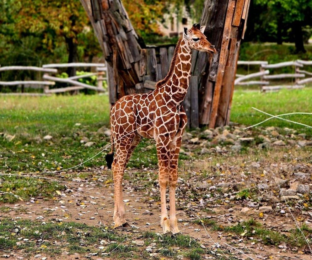 Mała żyrafa ze Śląskiego Zoo ma już imię. Znamy wyniki głosowania