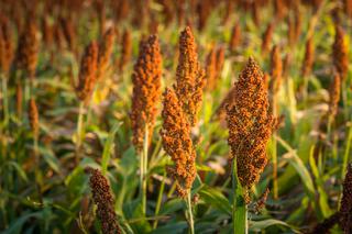 Sorgo - wymagania, uprawa, właściwości, wartości odżywcze, zastosowanie sorgo