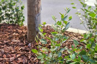 Nowe drzewa na ul. Mazowieckiej