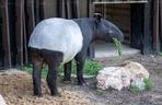 Tapir Willy nowym mieszkańcem Orientarium w Łodzi