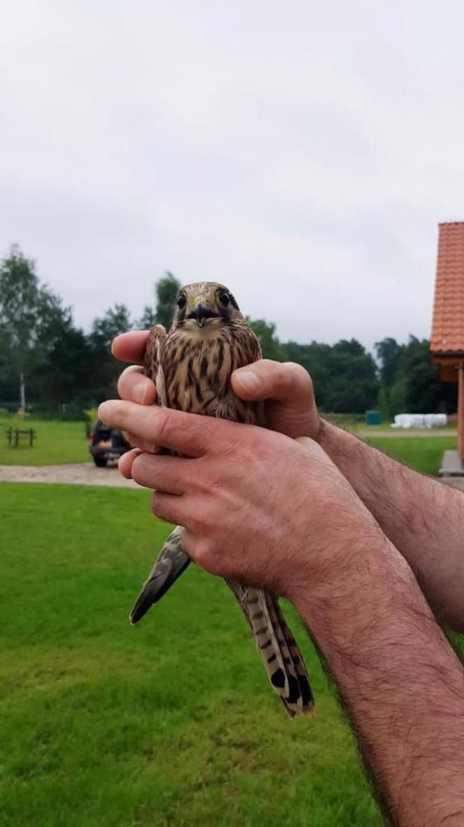 Warmińsko-mazurskie. Niebo w leśnictwie Zazdrość wzbogaciło się o 6 ptaków drapieżnych