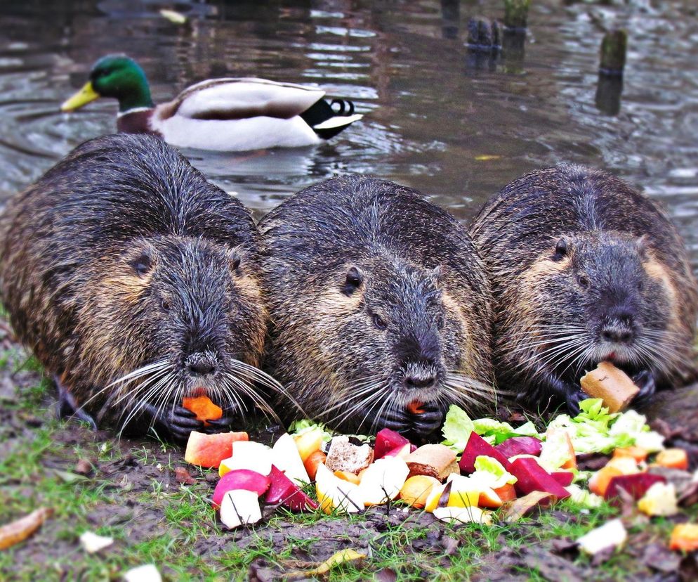 Nutrie w Rybniku jednak przeżyją?