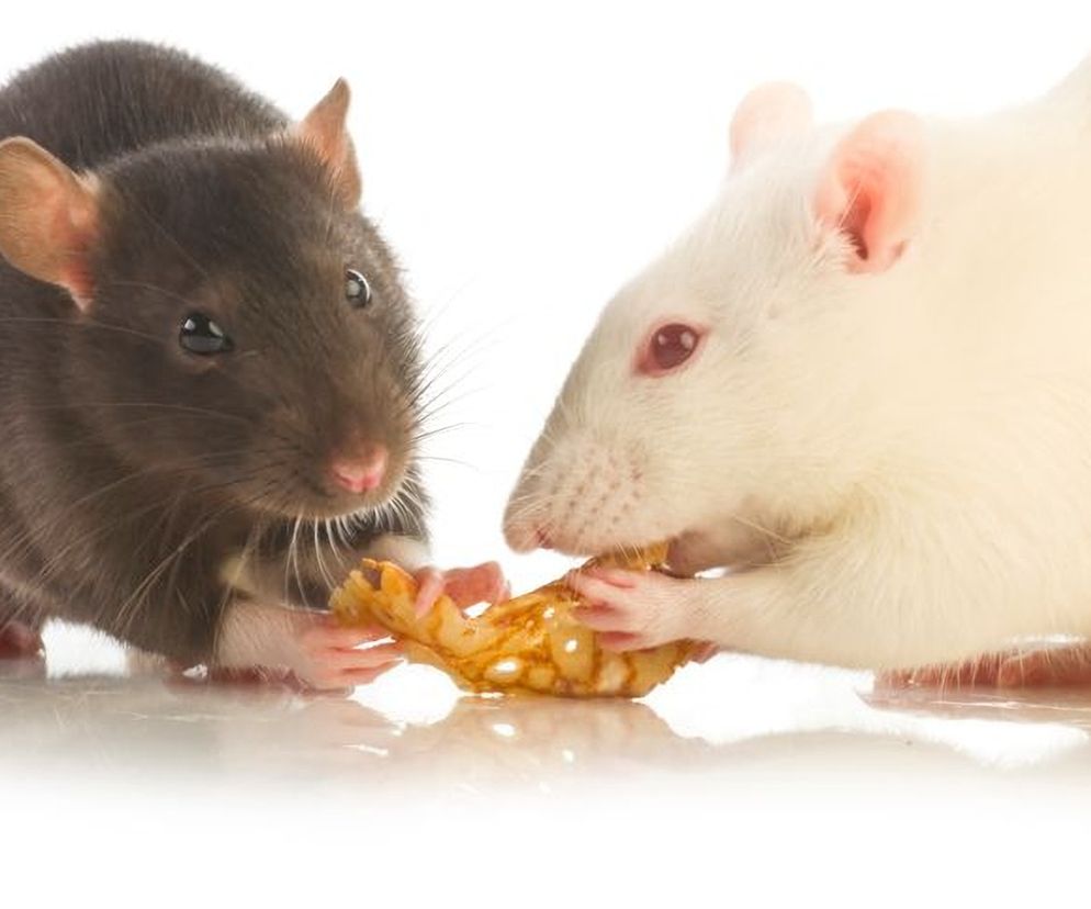 Bromadiolon w mleku w proszku: środek gryzoniobójczy w takiej ilości nie jest groźny dla życia