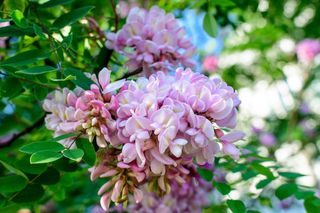 Robinia Małgorzaty CASQUE ROUGE 'Pink Cascade'