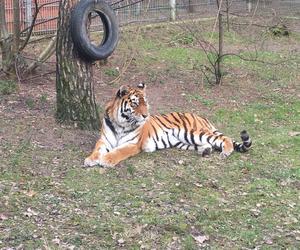 Sprawdziliśmy, jak tygrysica z Myślęcinka radzi sobie po śmierci Altaja. Dyrektorka ogrodu: są nadzieje na potomstwo