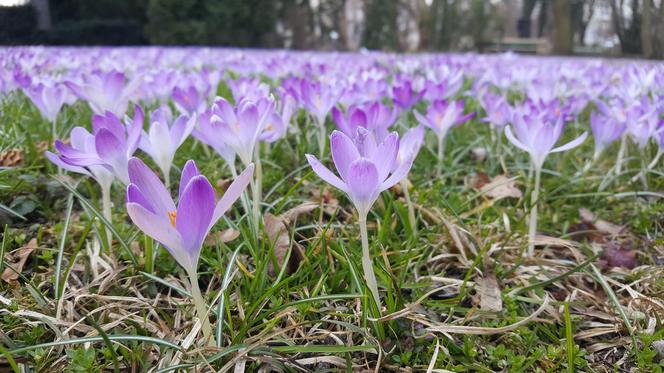 W centrum Bydgoszczy widać już wiosnę