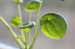 Roślina doniczkowa Pieniążek czyli Pilea peperomioides