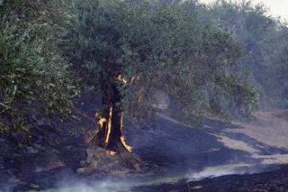 Pożary na Sardynii