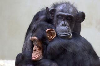 Odeszła najstarsza szympansica z gdańskiego ogrodu zoologicznego. Kasia miała 45 lat