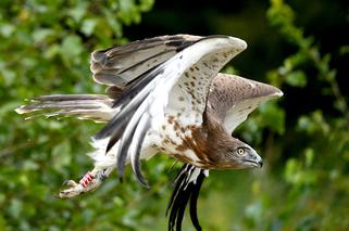 Gadożer Bodzio wraca na wolność [ZDJĘCIA]