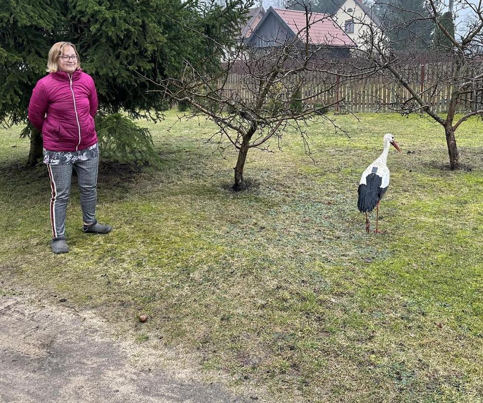 Bocian wrócił na ukochaną wieś. W Krutyni czekali na niego całą zimę