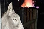 W ogniu spłonął cały zapas jedzenia dla zwierząt z przytuliska. Tragiczna sytuacja zwierząt poruszyła serca ludzi