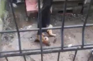 Strażak bestialsko znęcał się nad psem. „Nie był w stanie ustać na nogach” [ZDJĘCIA]