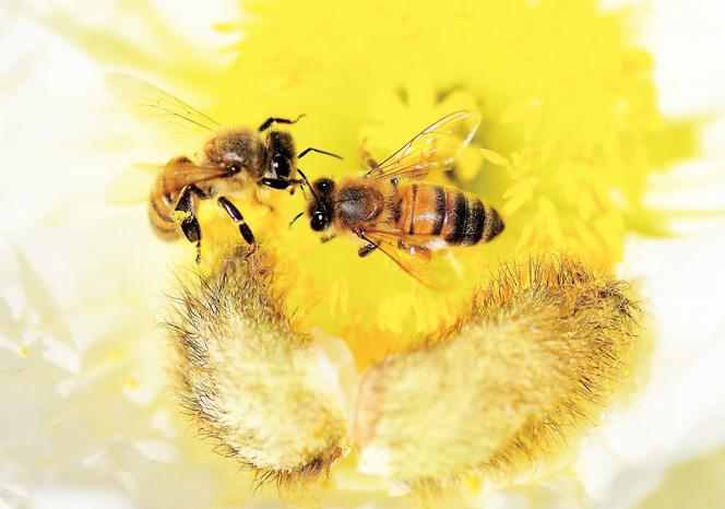 Tajemnica znikających pszczół