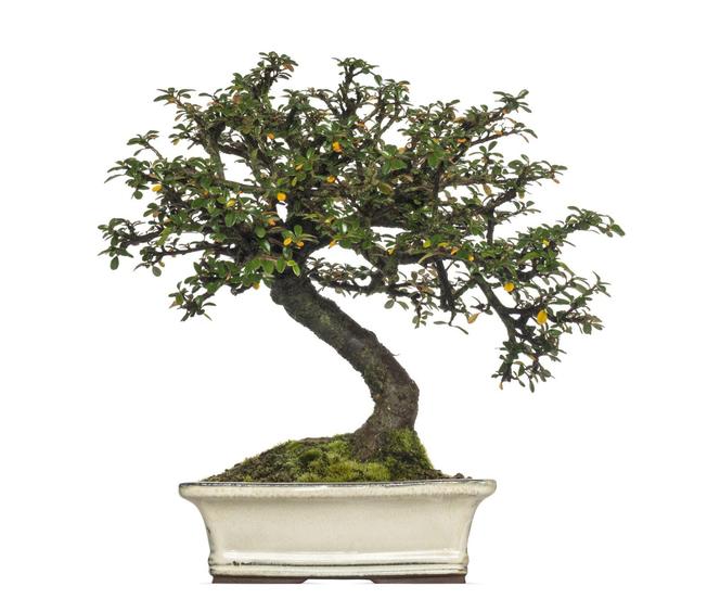 Drzewko bonsai