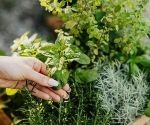 Ten obszar to „zielarskie serce Lubelszczyzny”. Gdzie się znajduje?