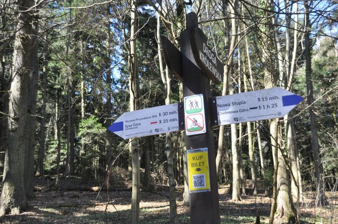 Nowa Słupia, Puszcza Jodłowa i Święty Krzyż