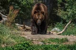 Niedźwiedź znów zaatakował człowieka w Tatrach. Mężczyzna trafił do szpitala