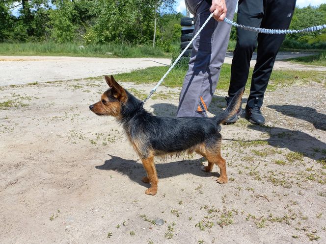 „Wszystkie psiaki nasze są” w schronisku w Henrykowie koło Leszna