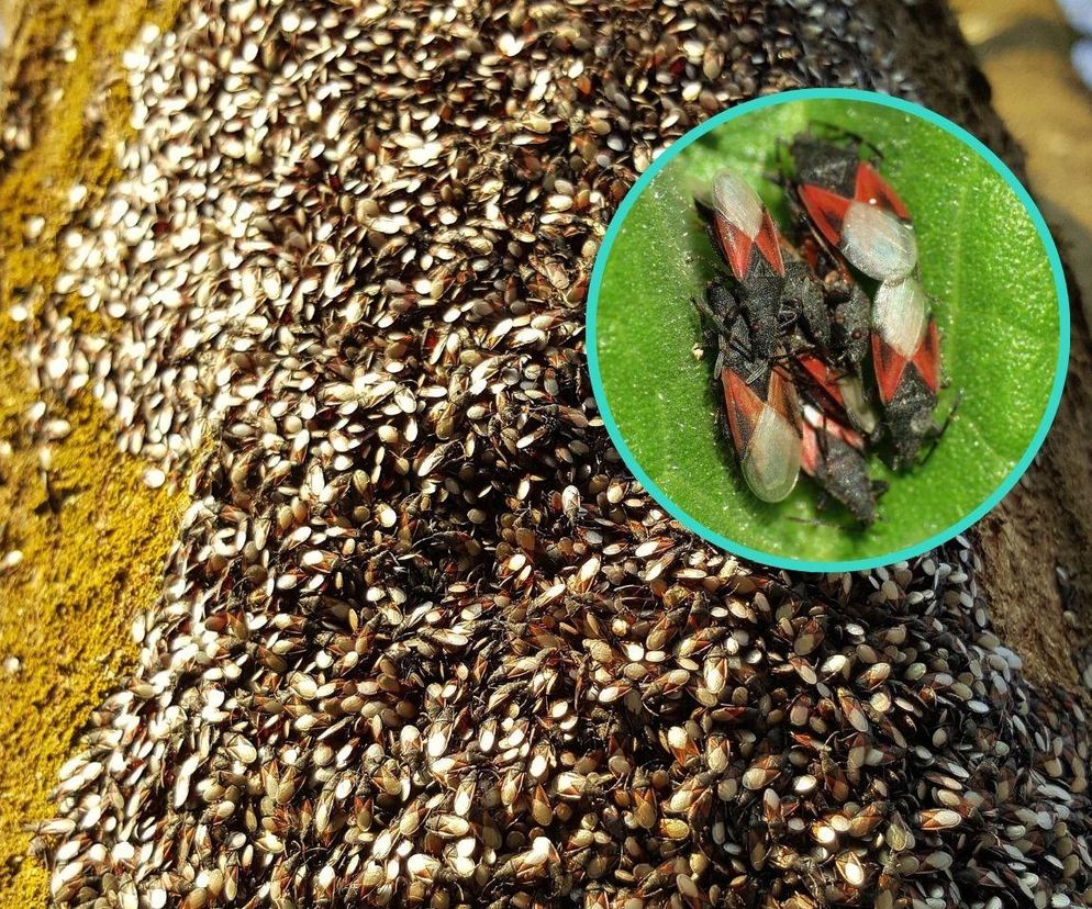 Pluskwiaki z Afryki szturmują polskie miasta, ludzie boją się otwierać okna. Czy są groźne dla zdrowia?