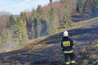 Strażacy uratowali las przed płomieniami. Pożar wybuchł tuż obok drzew!