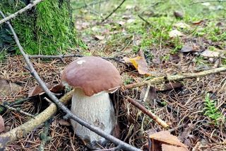 Sezon na grzyby już trwa. „To jeden z najwcześniejszych wysypów w historii” 