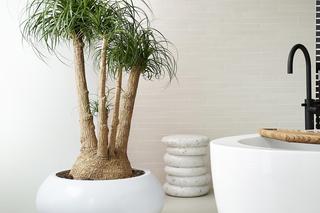 Duże drzewka doniczkowe do domu