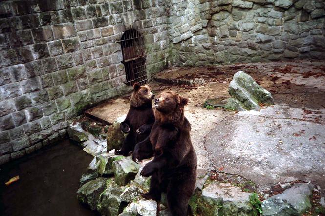 zoo chorzów