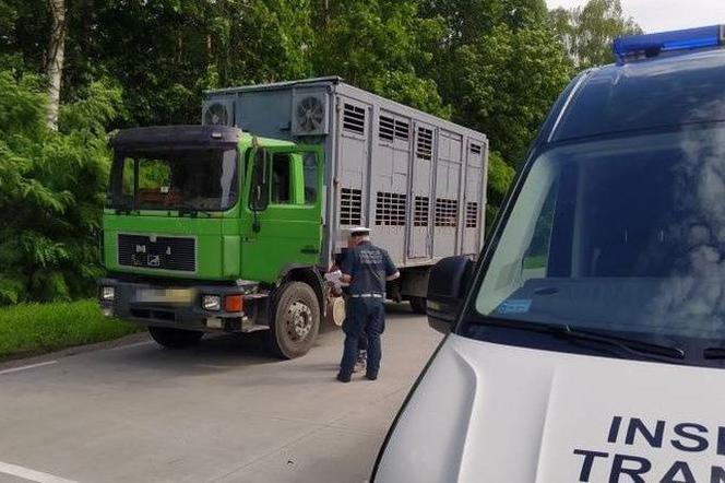 Po kontroli ITD świnie przesiadły się do innej ciężarówki