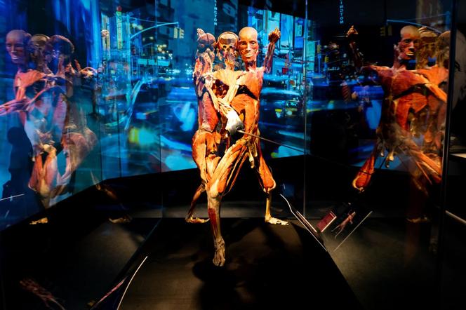 Kontrowersyjna wystawa Body Worlds wraca do Katowic. Zobaczymy ją w galerii Szyb Wilson