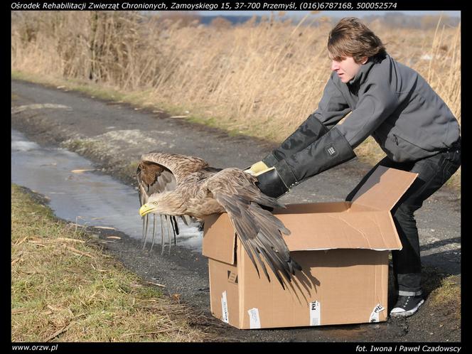 Uratowali zatrutego orła