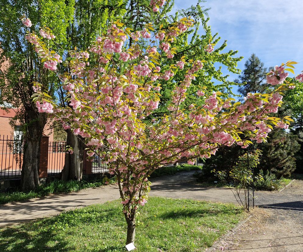 Wiosna w Ogrodzie Botanicznym UKW, czyli spacer wśród zieleni