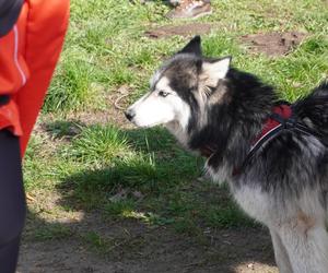 Dogtrekking w Poznaniu