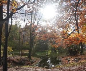 Park Wilsona jesienią