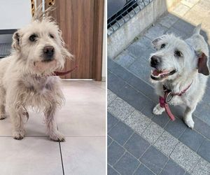 „Brudny i zaniedbany”. Kto przywiązał psa do drzewa? Policja pilnie szuka sprawcy