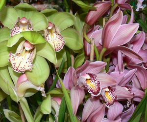 Cymbidium storczyk