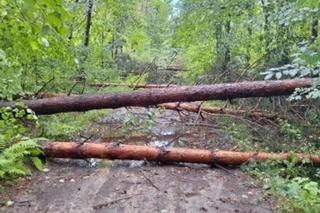 Nawałnica regionie! Powaliła drzewa i zablokowała dojazd do posesji