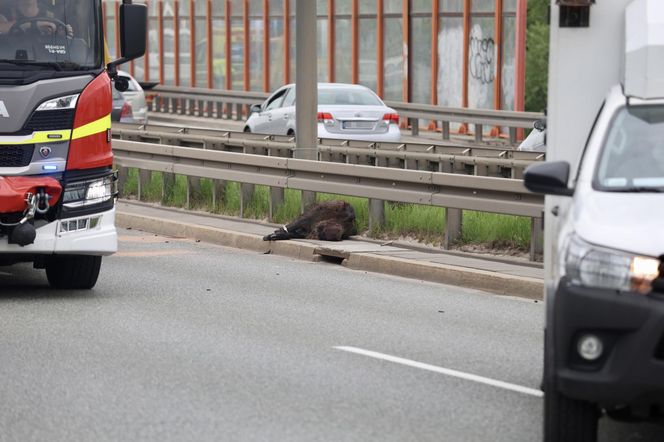 Warszawa sparaliżowana! Karambol po potrąceniu dzika. Kosmiczny korek aż do Marsa