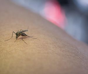 Te rośliny skutecznie odstraszą komary. Posadź je w ogrodzie, a nie zbliżą się do twojego domu
