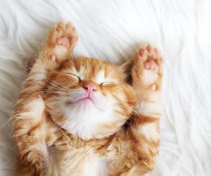 Słodkie imiona dla kotek